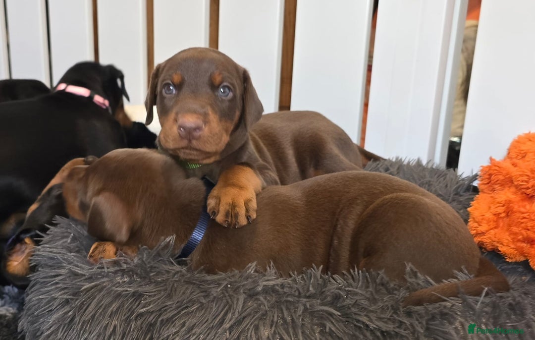 Dobermann dogs for sale: HEALTH TESTED, HOME REARED, STUNNING DOBERMAN PUPS - Advert 9