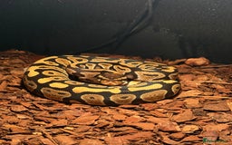 Python Snake reptiles for sale: Royal ball python - Image 1