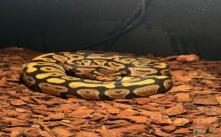 Python Snake reptiles - Advert 1
