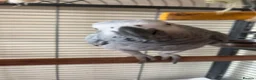 Parrots birds for sale: African grey parrot - Advert 2