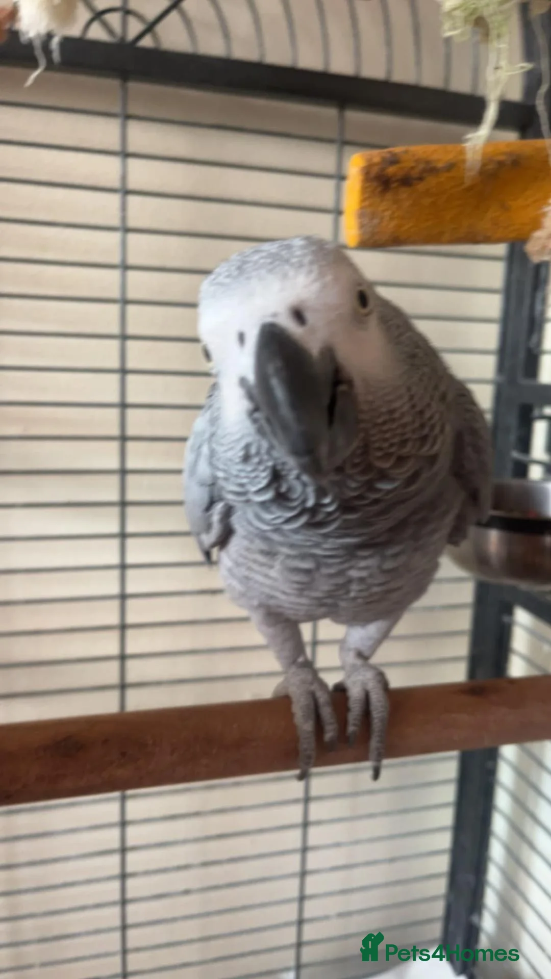Parrots birds for sale: African grey parrot - Advert 2