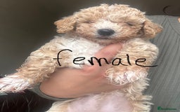 Poochon dogs for sale: Poochon  - Image 5