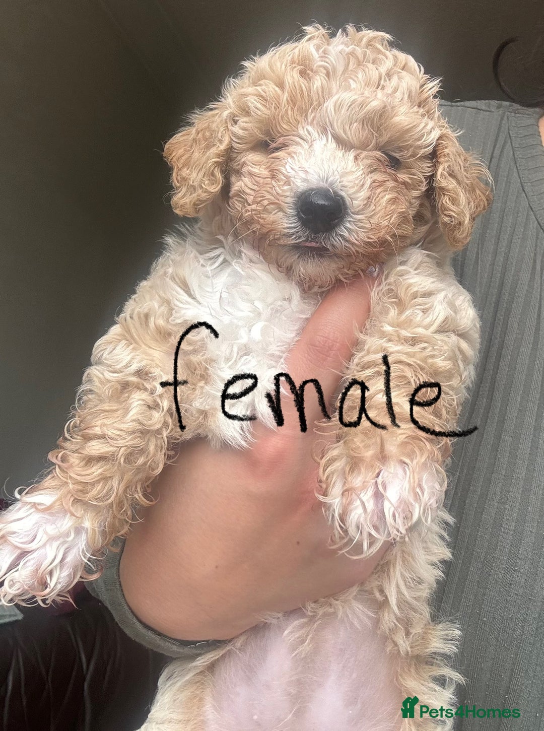 Poochon dogs for sale: Poochon  - Image 5