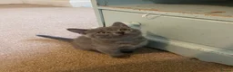 Russian Blue cats for sale: New litter 8wk Russian Blue British Shorthair boys - Advert 12