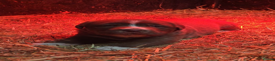 Newfoundland Puppy 1