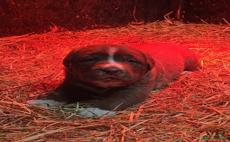 Newfoundland dogs - Advert 7