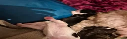 Maltipoo dogs for sale: maltipoo puppies 2 males  in Derby - Advert 5