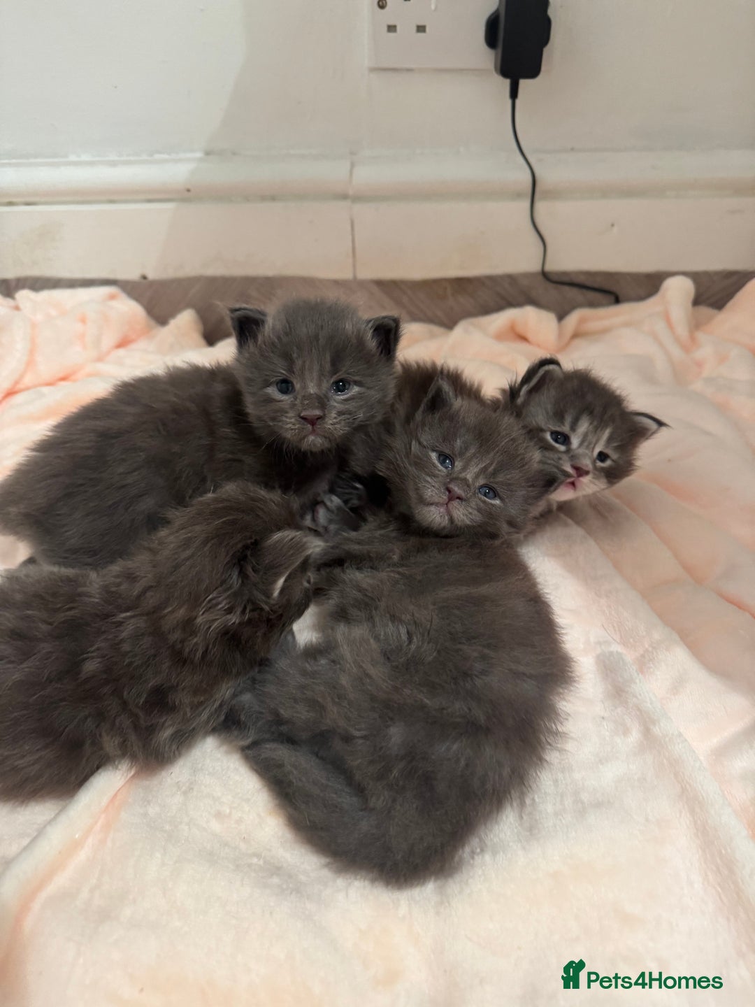 Maine Coon cats for sale: Maine Coon TICA registered✨ - Advert 6
