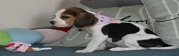 Beagle dogs for sale: Beautiful beagle puppies  - Advert 14