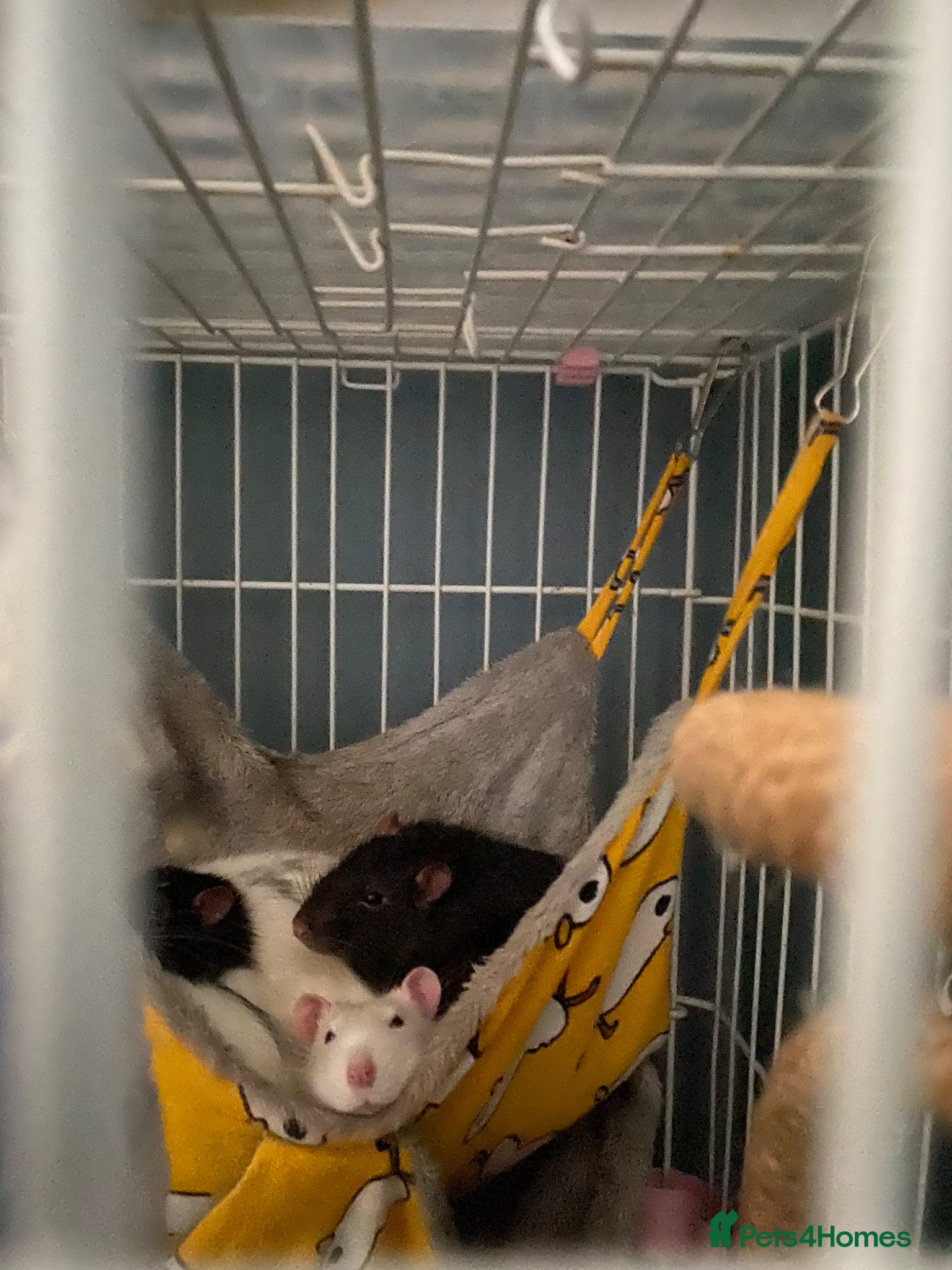 Rat rodents 4, 5month old male rats for sale! - Advert 2