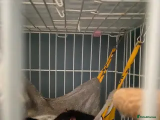 Rat rodents 4, 5month old male rats for sale! - Advert 6