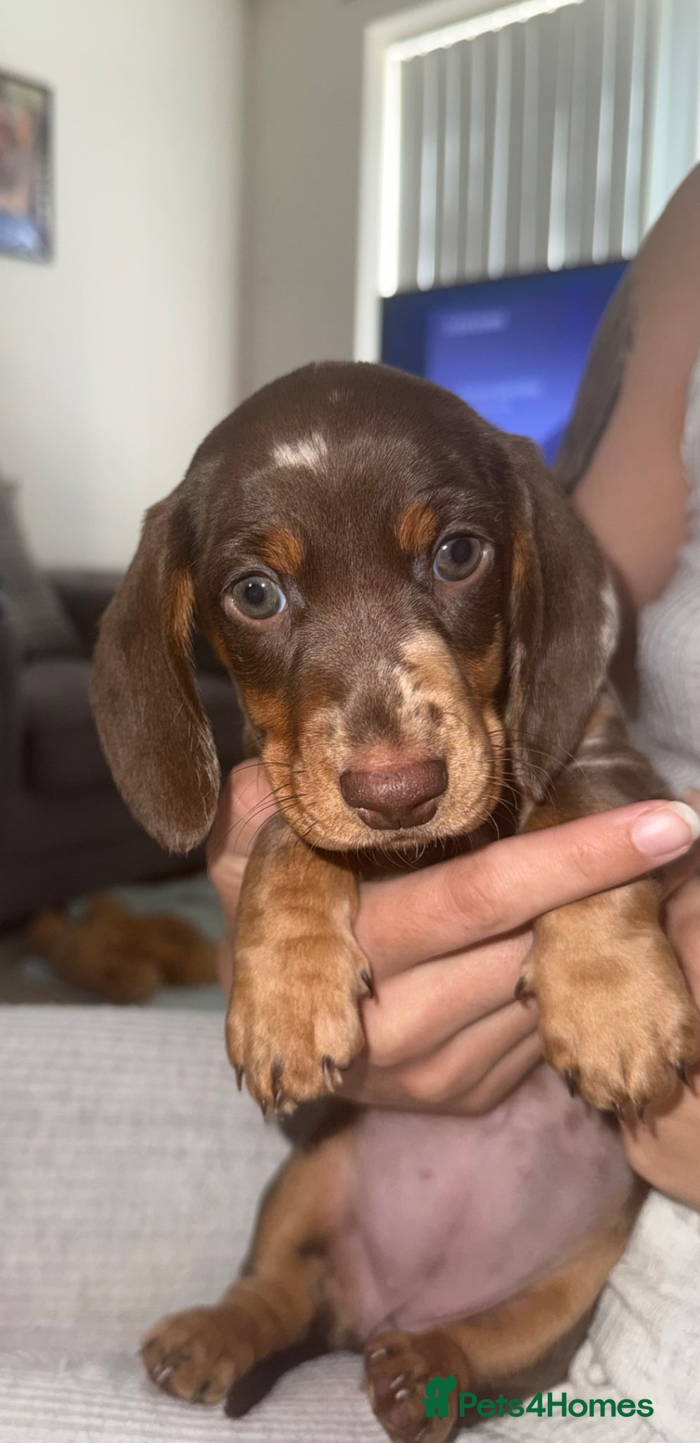 Miniature Dachshund dogs Gorgeous dapple mini dachshund female  - Advert 9