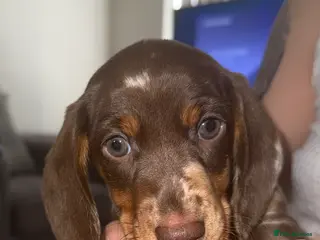 Miniature Dachshund dogs Gorgeous dapple mini dachshund female - Advert 8