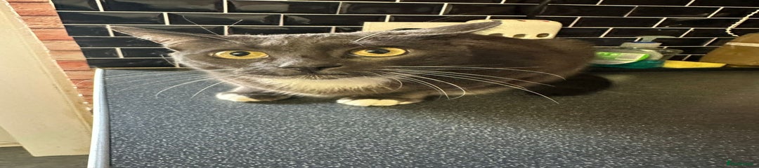 Russian blue 