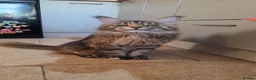 Maine Coon cats for sale: 3 beautiful maincoon kittens  - Advert 8