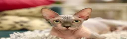 Sphynx cats for sale: Two male Sphynx Kittens  - Advert 2