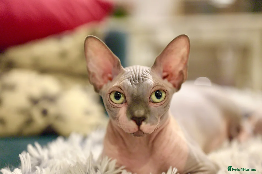 Sphynx cats for sale: Two male Sphynx Kittens  - Advert 2