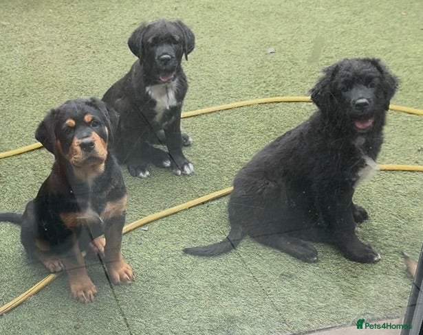 Mixed Breed dogs Central Asian Shepard x Rottweiler Puppies - Advert 1