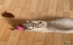 Exotic cats for sale: GCCF REG PKD FREE PEDIGREE EXOTICS - Image 11