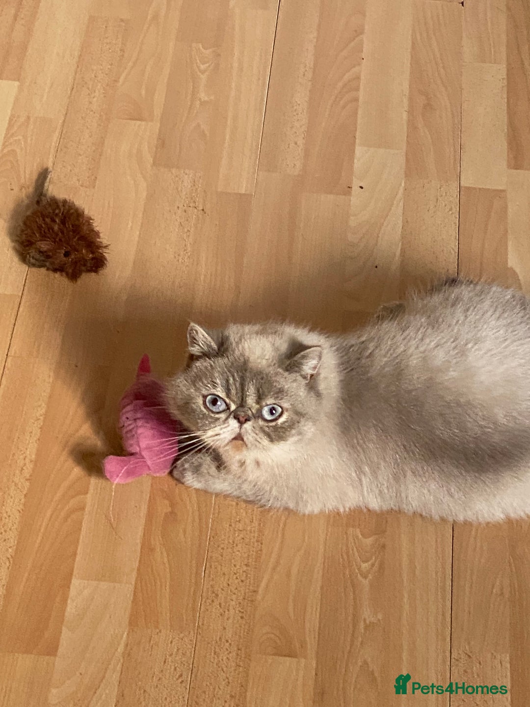 Exotic cats for sale: GCCF REG PKD FREE PEDIGREE EXOTICS - Image 11