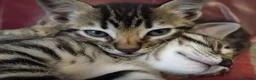 Bengal cats for sale: 4x Girls & 4x Boys – Stunning Bengal cross Kittens - Advert 31