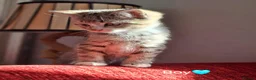 British Shorthair cats for sale: Gorgeous kittens! - Advert 9