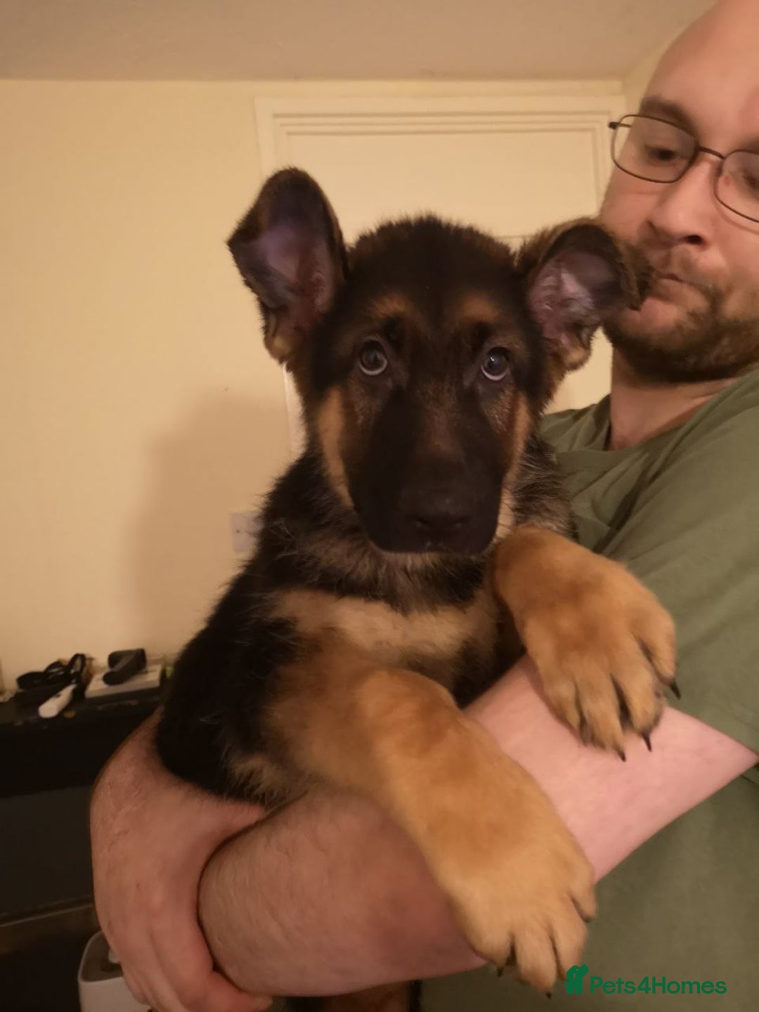 German Shepherd dogs for sale: One large straight back male puppy 11 weeks - Advert 15