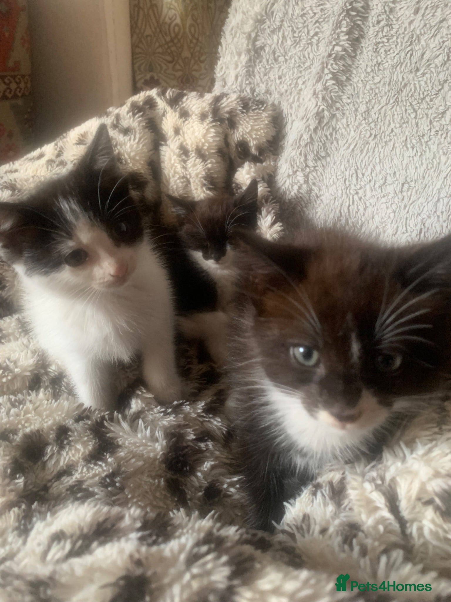 Mixed Breed cats for sale: Adorable kittens  - Advert 2