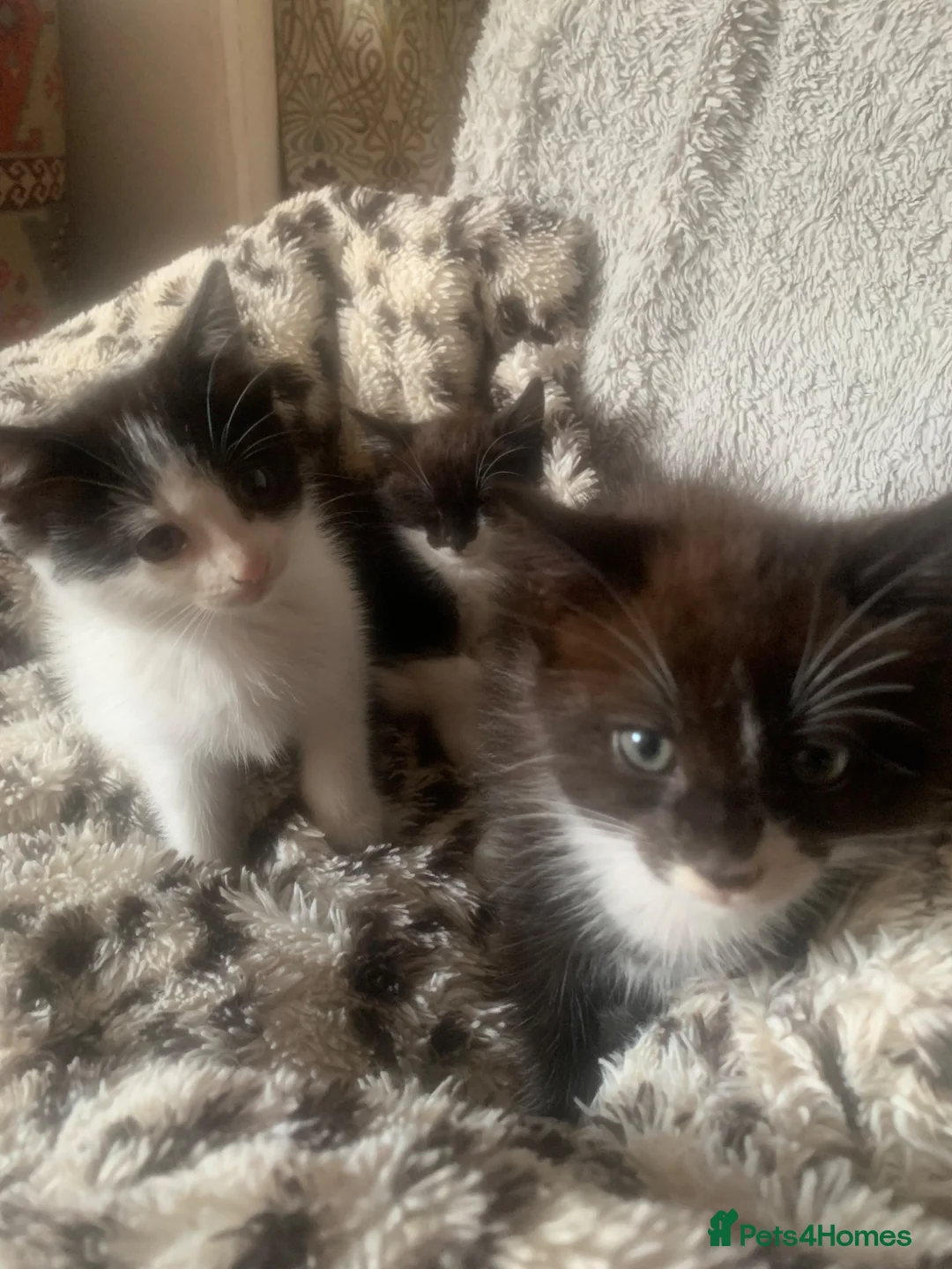 Mixed Breed cats for sale: Adorable kittens  - Advert 1
