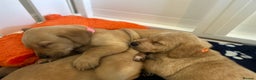 Labrador Retriever dogs for sale: Beautiful Fox Red Litter DUE 18th January  - Advert 12