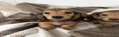 Miniature Dachshund Puppy 4