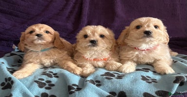 Cavachon dogs - Advert 2