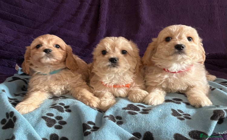 Cavachon dogs - Advert 1