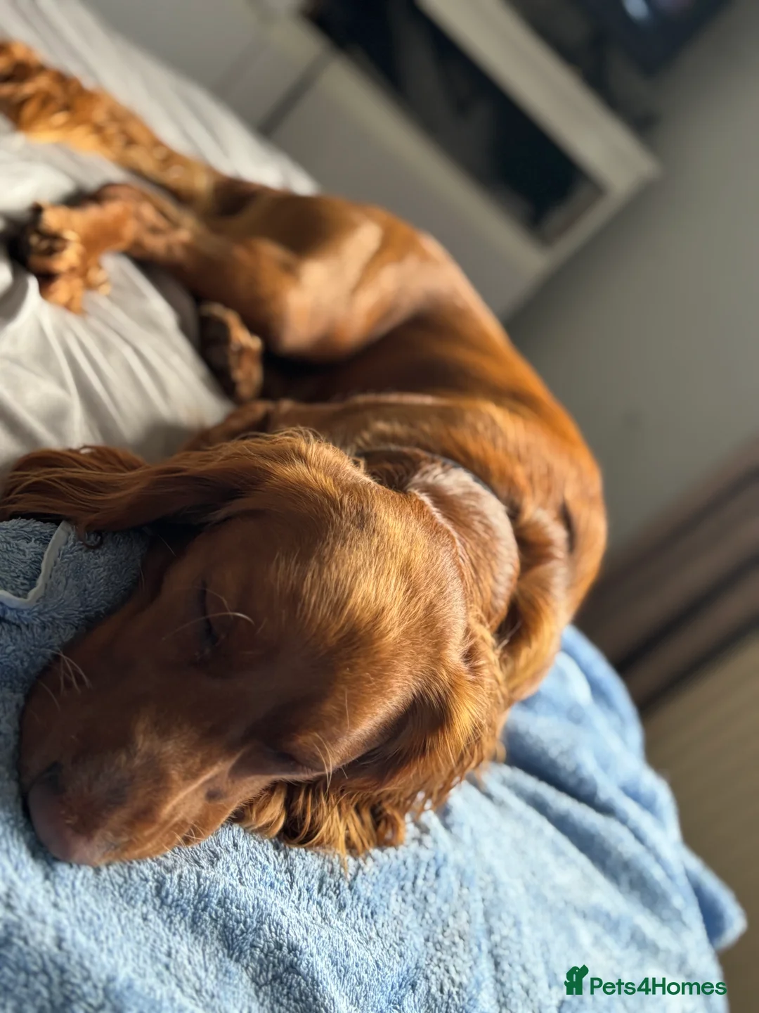 Cocker Spaniel dogs for sale: Juke  - Advert 18