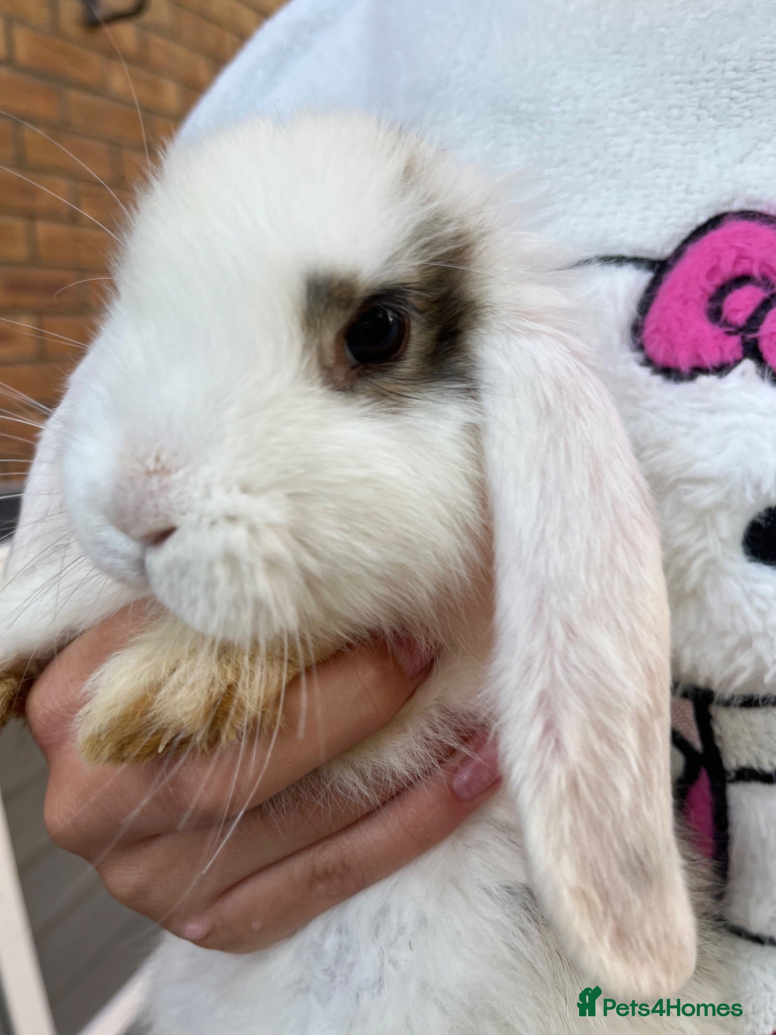 French Lop rabbits Full French lops looking for their forever home 🏡 - Advert 2