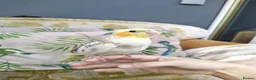 Cockatiels birds for sale: DNA sexed hand tamed cockatiels and Bourkes - Advert 11