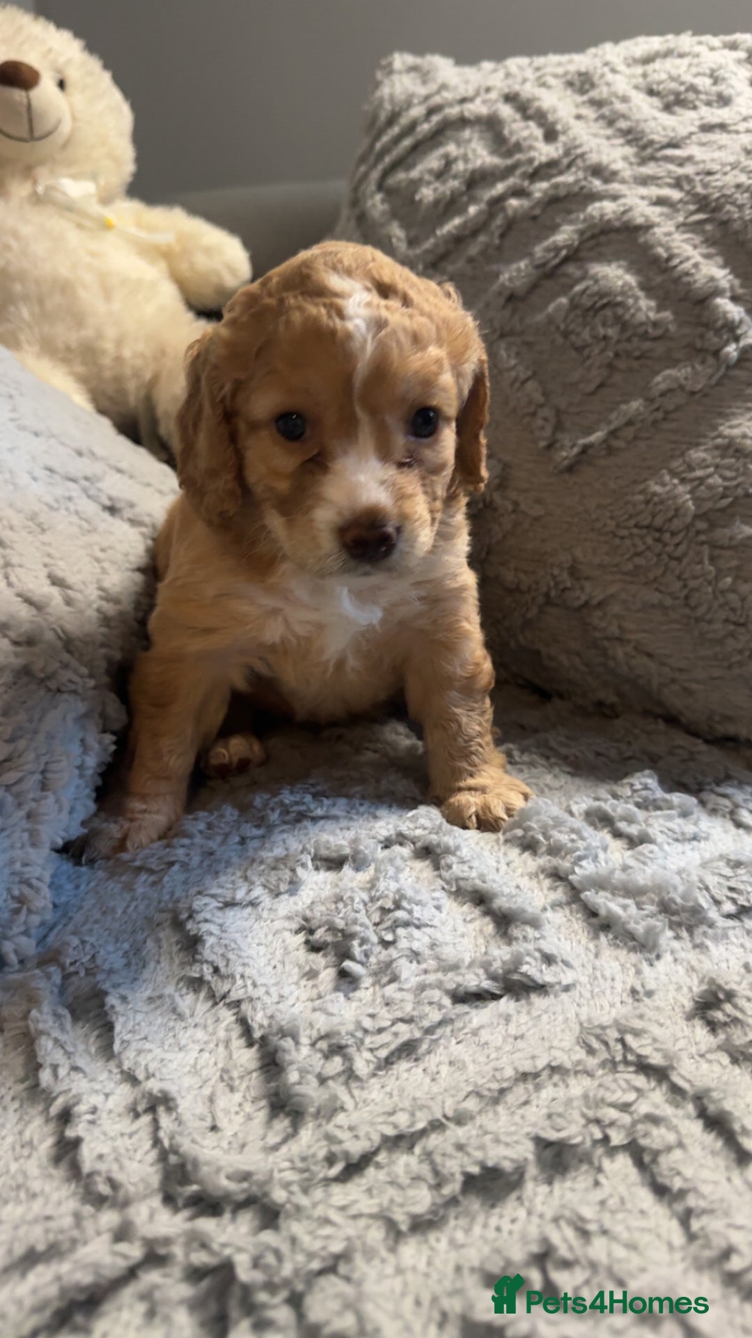 Cockapoo dogs for sale: Gorgeous f2 cockapoo pups  - Image 17