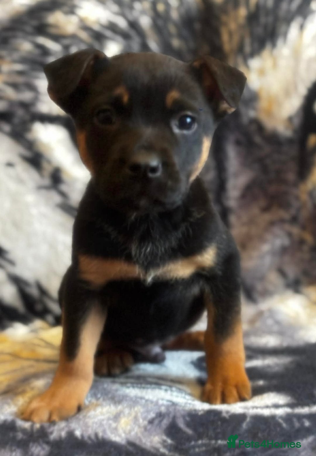 Mixed Breed dogs Staffy x german sheppard puppies - Advert 1