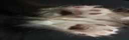 Norwegian Forest Cat cats for sale: Norwegian Forest/Siberian Kittens in Treorchy - Advert 6