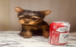Yorkshire Terrier dogs for sale: 1 SUPER MINI BOY - Image 4