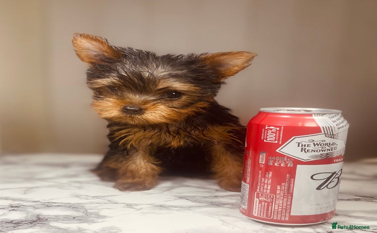 Yorkshire Terrier dogs - Advert 1