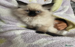 Ragdoll cats for sale: Ragdoll kittens  - Image 4