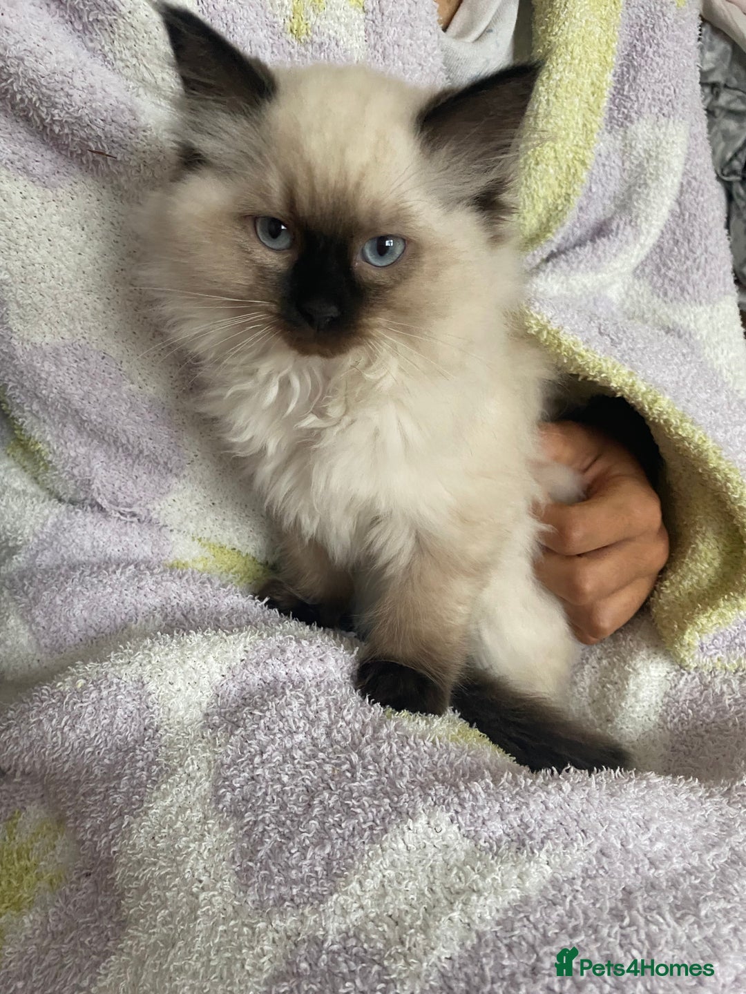 Ragdoll cats for sale: Ragdoll kittens  - Image 4