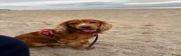 Cocker Spaniel dogs for stud: Pedigree Golden Show Cocker Spaniel Stud Available - Advert 3