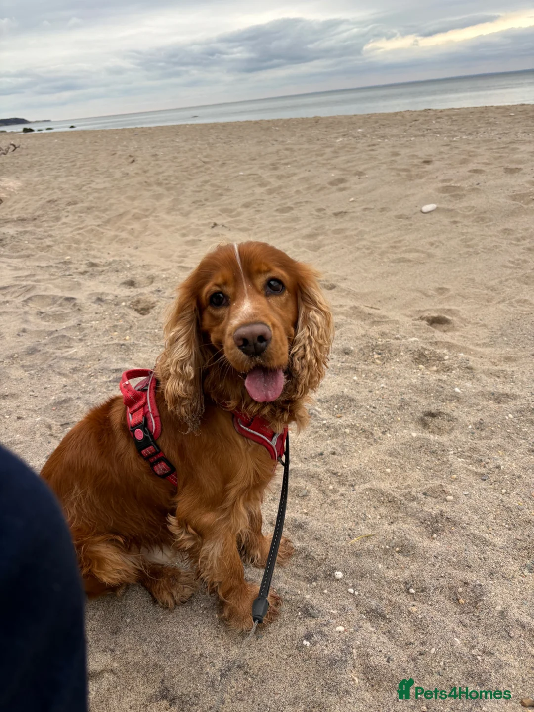 Cocker Spaniel dogs for stud: Pedigree Golden Show Cocker Spaniel Stud Available - Advert 3
