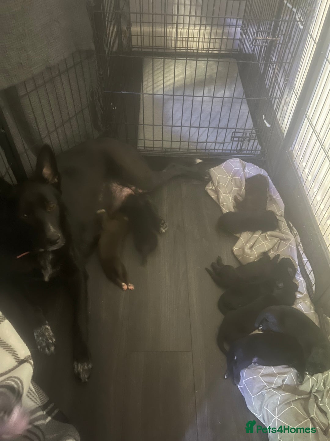 Mixed Breed dogs for sale: Belgian Shepherd x Goldador Puppies  - Advert 13