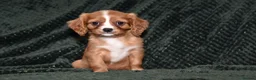Cavalier King Charles Spaniel dogs for sale: Two Cavalier King Charles Spaniel Females - Advert 10
