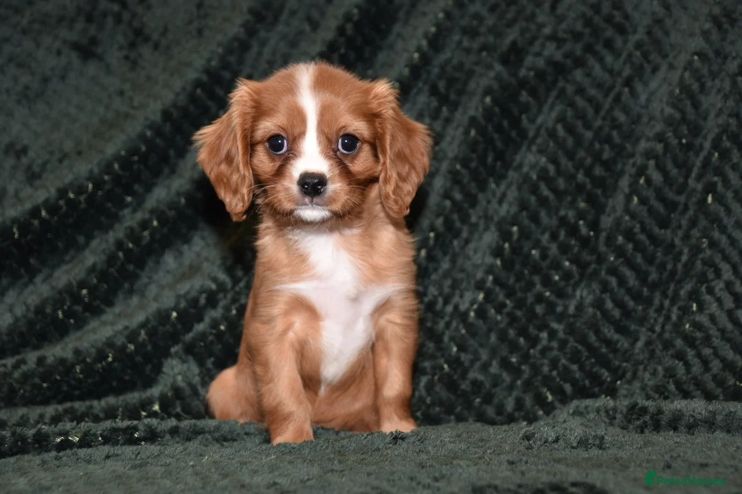 Cavalier King Charles Spaniel dogs for sale: Two Cavalier King Charles Spaniel Females - Advert 10