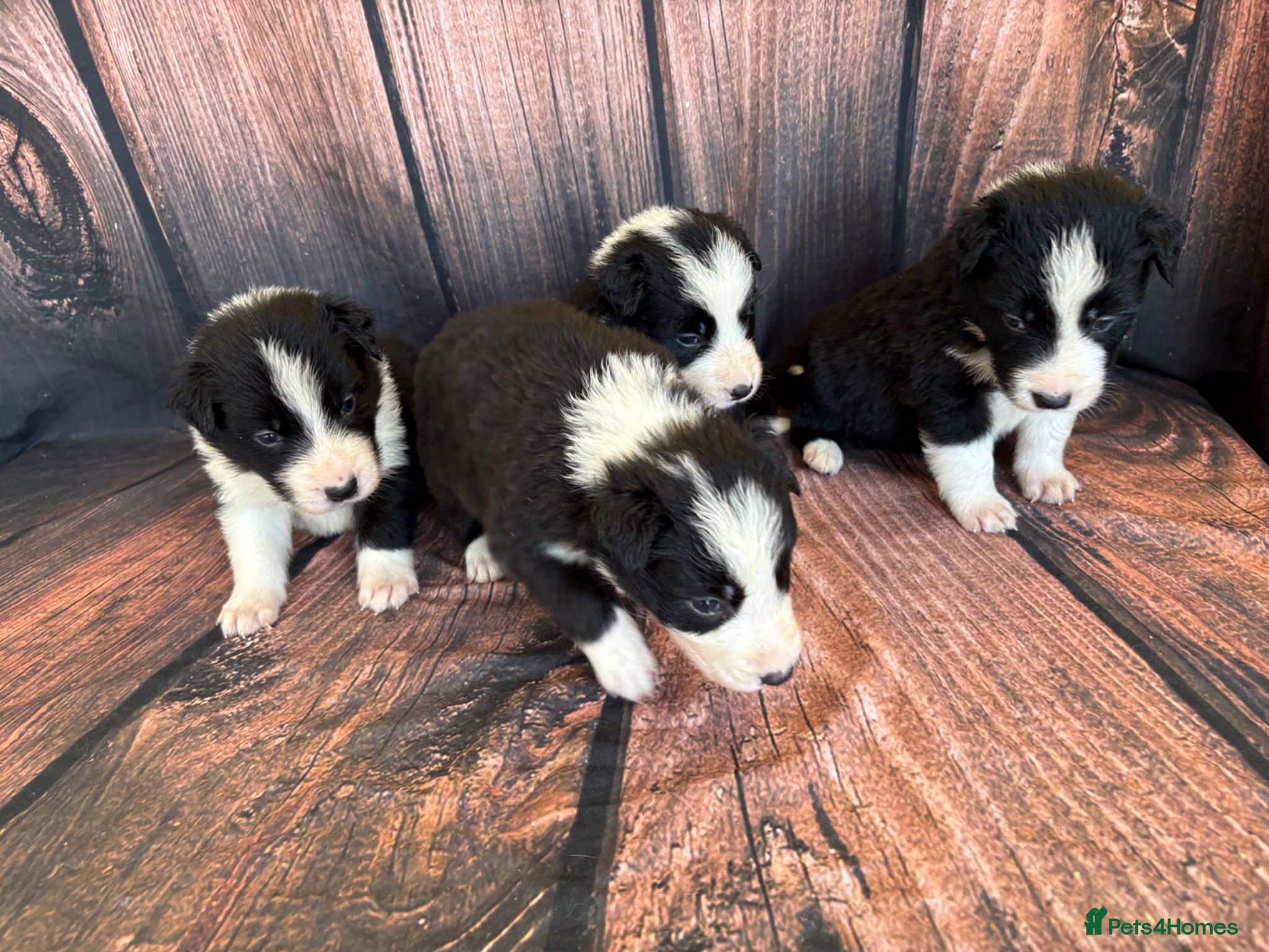 Border Collie dogs Border Collie puppies (Long Coat) for sale - Advert 1