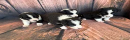 Border Collie dogs for sale: Border Collie puppies (Long Coat) for sale - Advert 1